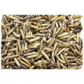 Factory wholesale black soldier fly protein oil extraction fish feed pellet black soldier fly